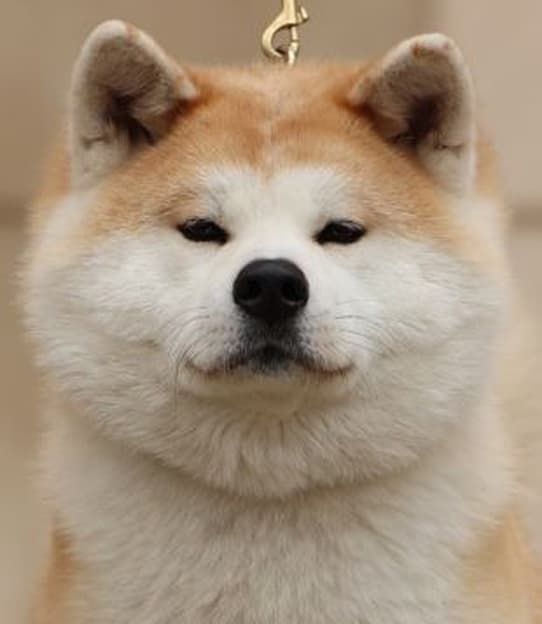Dog image 1