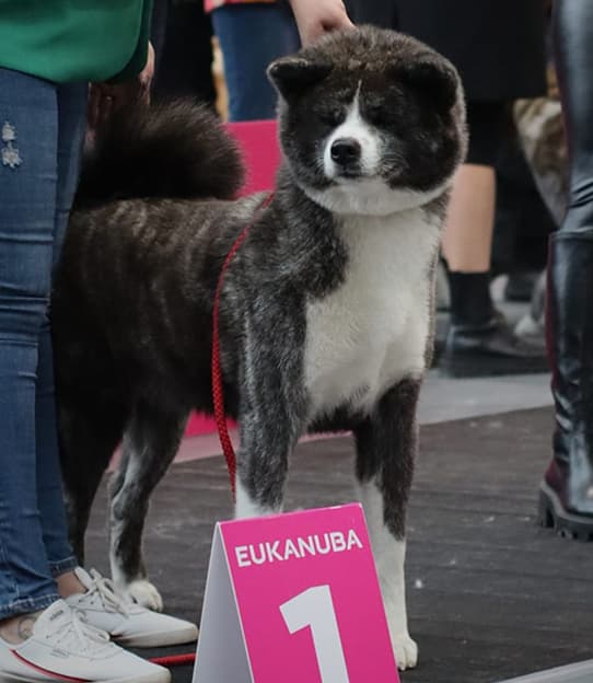 Dog image 1