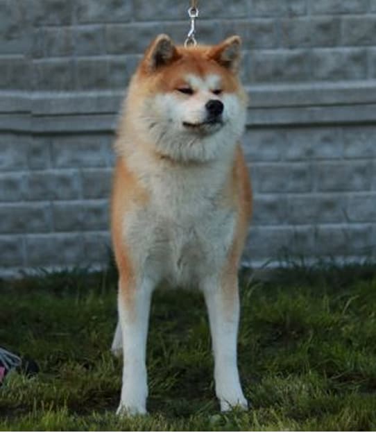 Dog image 1