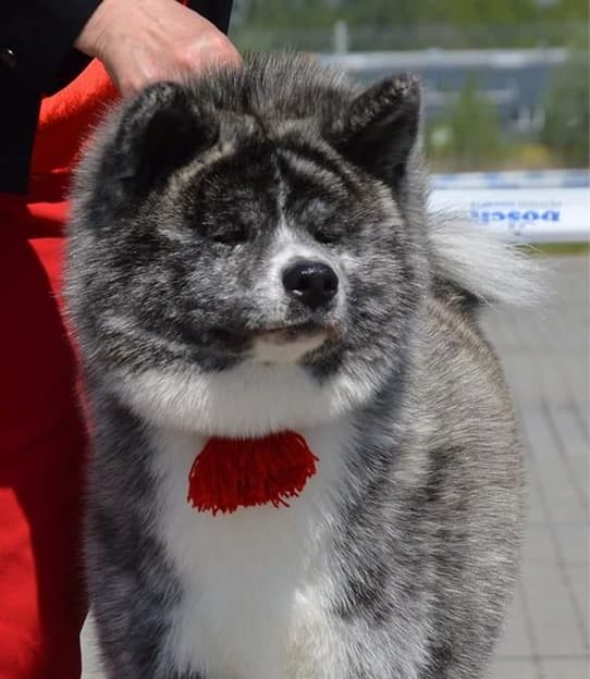 Dog image 1