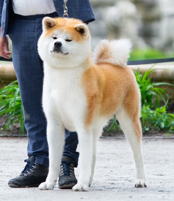 Dog image 1