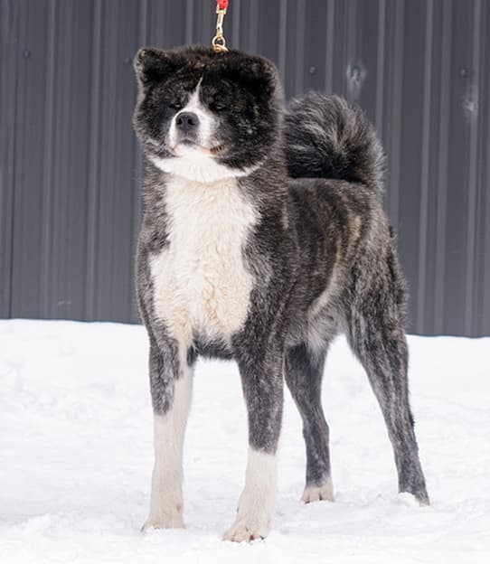 Dog image 1