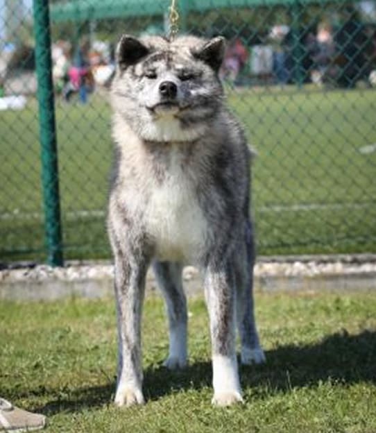 Dog image 1