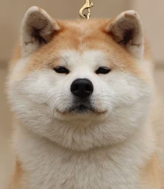 Dog image 1