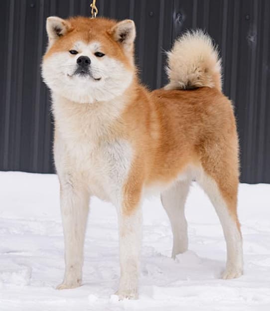 Dog image 1