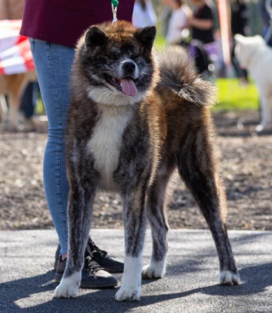 Dog image 1
