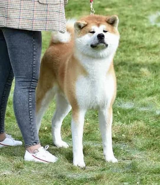 Dog image 1