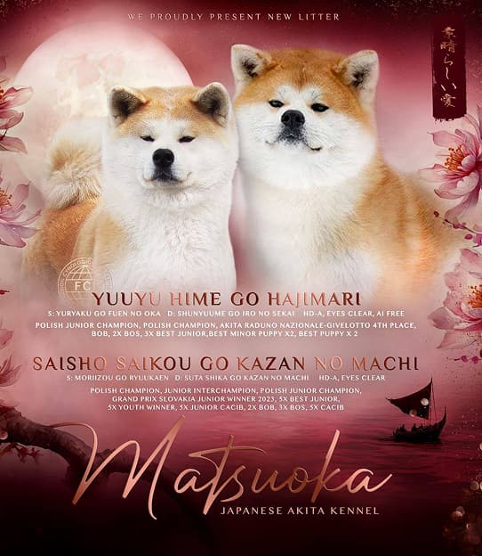 Dog image 1