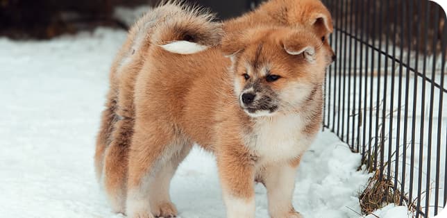 Akita Puppies