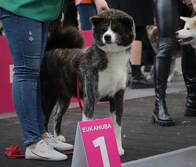 International Dog Show (CACIB) Poznań