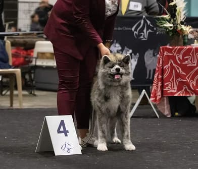 XII National Dog Show Pruszków